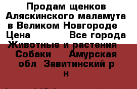 Продам щенков Аляскинского маламута в Великом Новгороде › Цена ­ 5 000 - Все города Животные и растения » Собаки   . Амурская обл.,Завитинский р-н